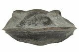 Wide, Enrolled Isotelus Trilobite - Mt Orab, Ohio #225017-2